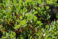 Arctostaphylos bakeri bakeri