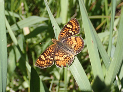 Phyciodes orseis