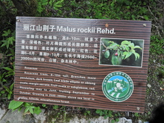 Malus rockii