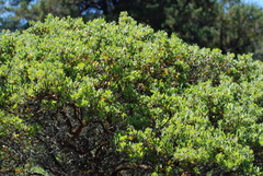 Arctostaphylos bakeri bakeri
