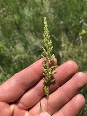 Sphenopholis obtusata