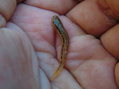 Trichomycterus chapmani