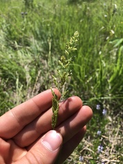 Sphenopholis obtusata
