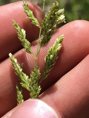 Sphenopholis obtusata