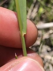 Sphenopholis obtusata