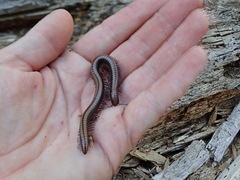 Californiulus yosemitensis