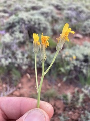 Crepis modocensis