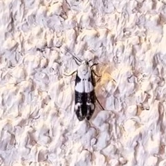Mompha definitella