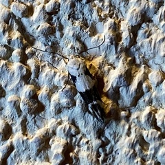 Mompha definitella