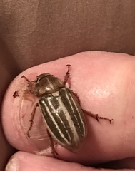 Polyphylla occidentalis