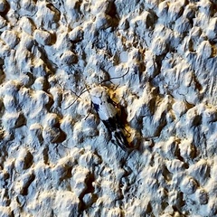 Mompha definitella