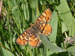 Phyciodes orseis