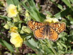 Phyciodes orseis