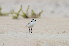 Charadrius nivosus