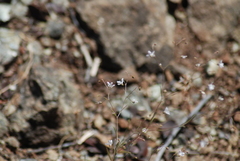Hesperolinon spergulinum