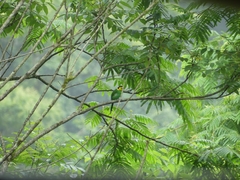 Psarisomus dalhousiae