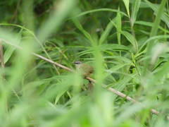 Prinia superciliaris