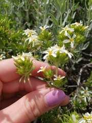 Leptosiphon nuttallii