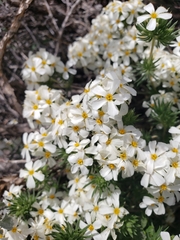 Leptosiphon nuttallii