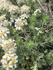 Leptosiphon nuttallii