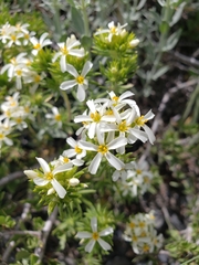 Leptosiphon nuttallii