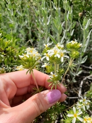 Leptosiphon nuttallii