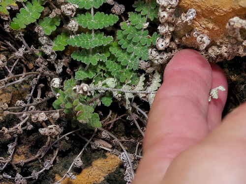 Image of Notholaena nealleyi by (c) Michelle W. （鍾偉瑋）, some rights reserved (CC BY)