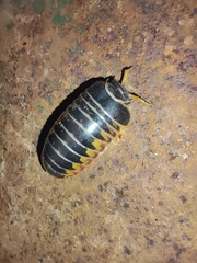 Glomeridae