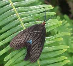 Histia flabellicornis