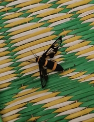 Amata sperbius
