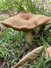 Boletus patrioticus