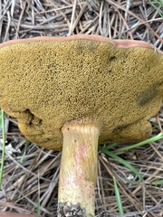Boletus patrioticus