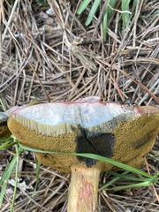 Boletus patrioticus