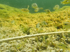 Herichthys minckleyi