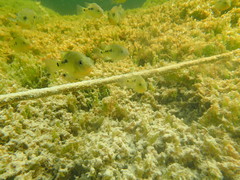 Herichthys minckleyi