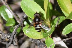Eristalis cryptarum