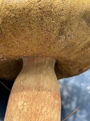 Boletus pseudopinophilus