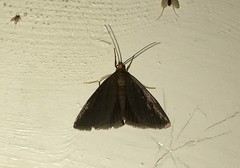 Evergestis aenealis