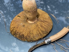Boletus pseudopinophilus