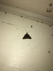 Evergestis aenealis