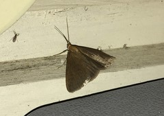 Evergestis aenealis