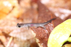 Plethodon montanus