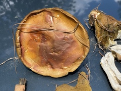 Boletus pseudopinophilus