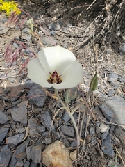 Calochortus bruneaunis
