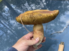 Boletus pseudopinophilus