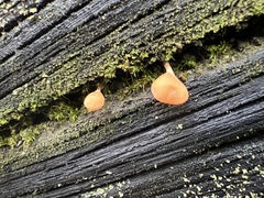 Panellus ligulatus