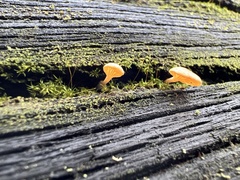 Panellus ligulatus