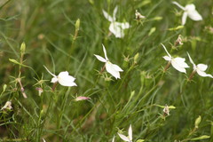Lithotoma anethifolia