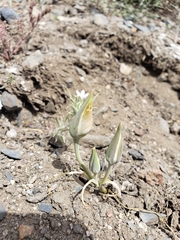 Calochortus bruneaunis