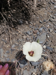Calochortus bruneaunis